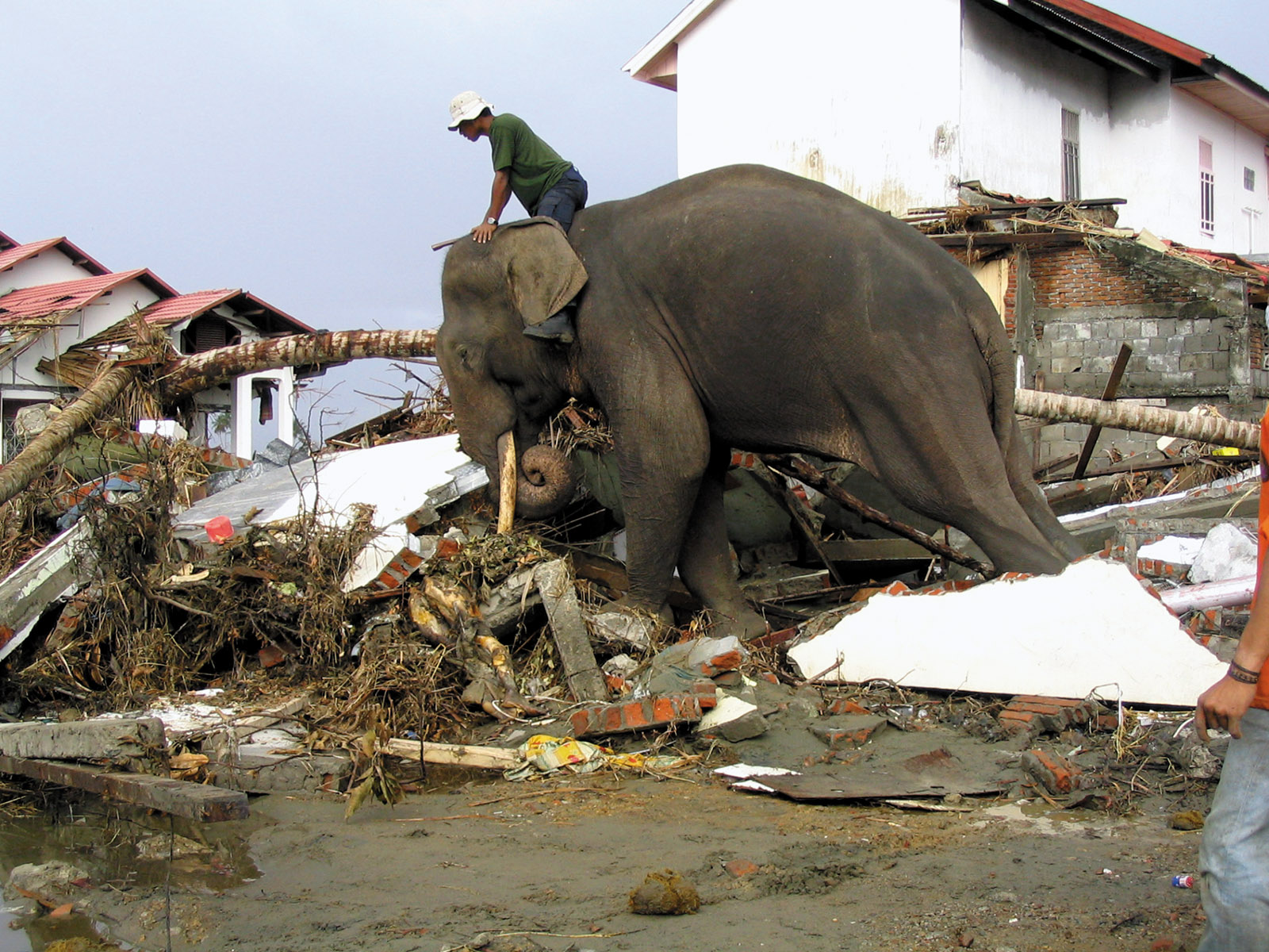 An elephant and mahout doing relief work after the 2004 Indian Ocean tsunami, Banda Aceh, Indonesia, January 2005