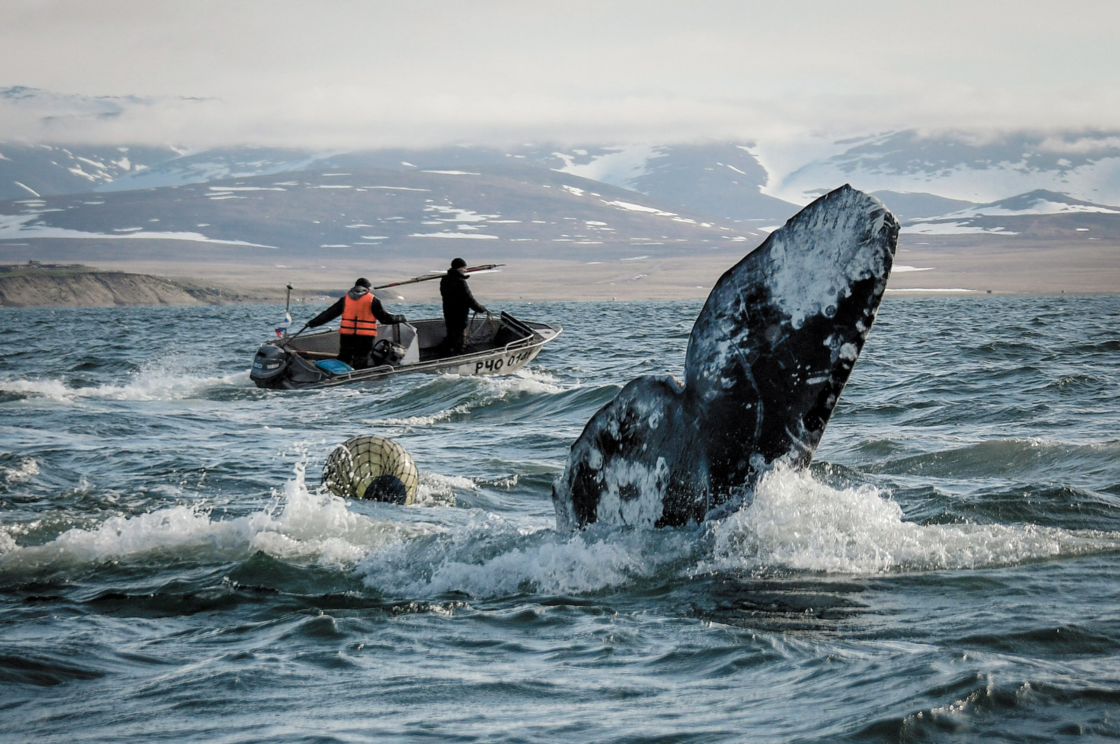 Chukchi hunting a gray whale in the Bering Sea, Chukotka, Russia, June 2018
