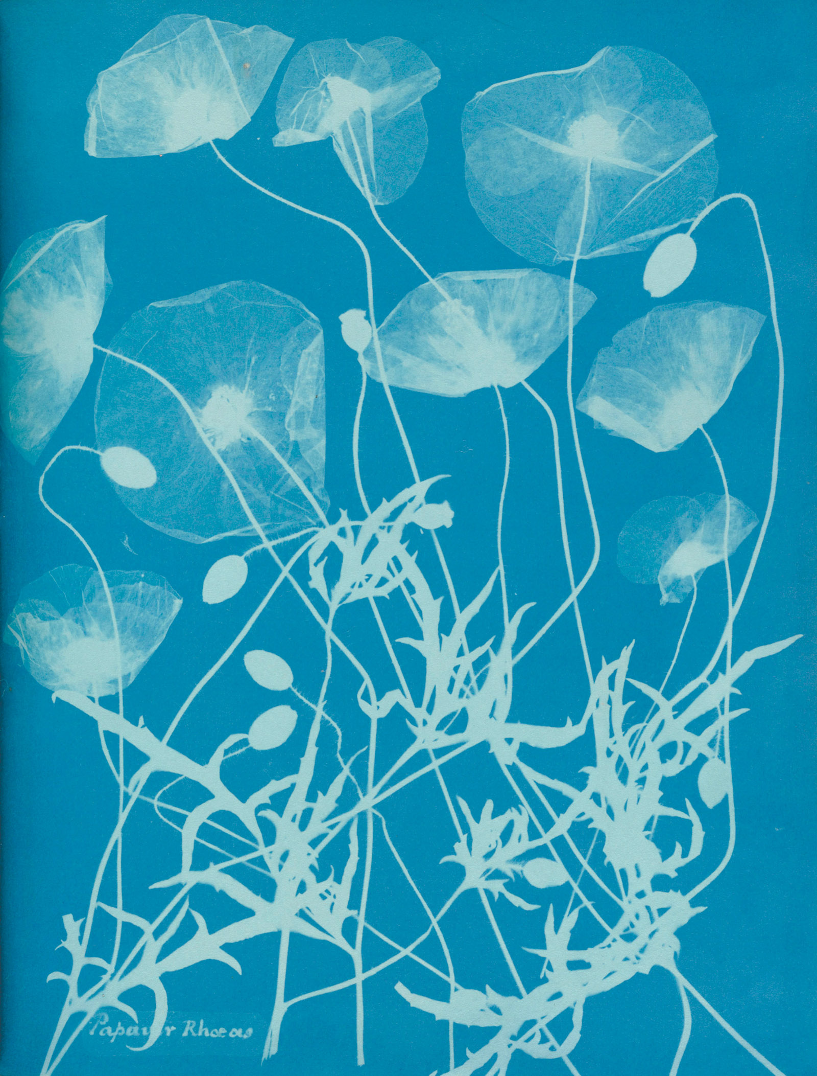 Papaver rhoeas, a cyanotype by Anna Atkins