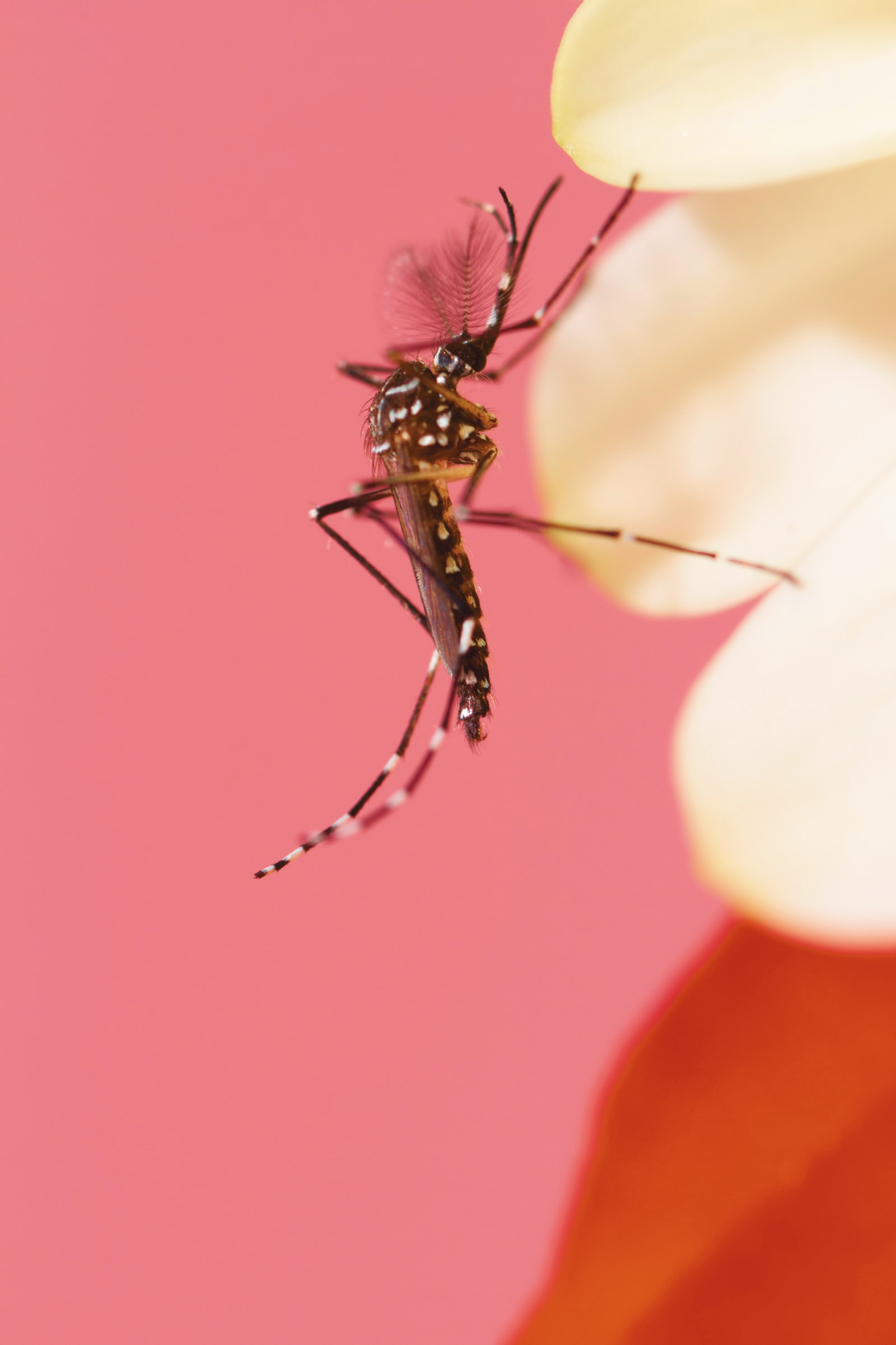 Aedes aegypti, a carrier for yellow fever, Zika, and dengue, among other viruses
