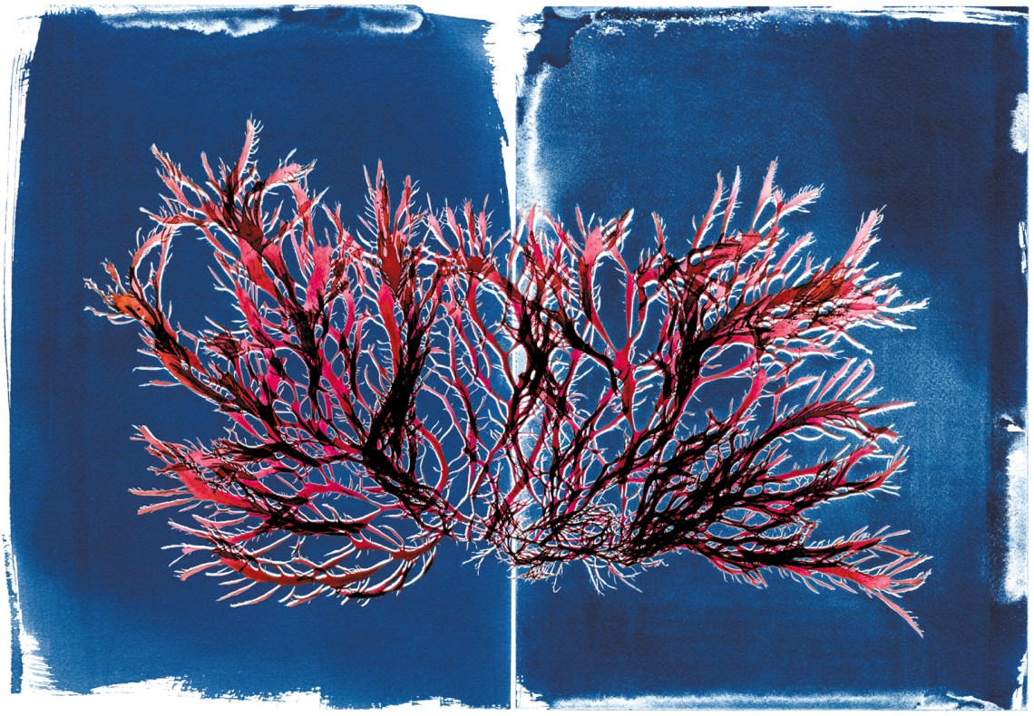 Pikea californica; scan overlaid on cyanotype from the book The Curious World of Seaweed