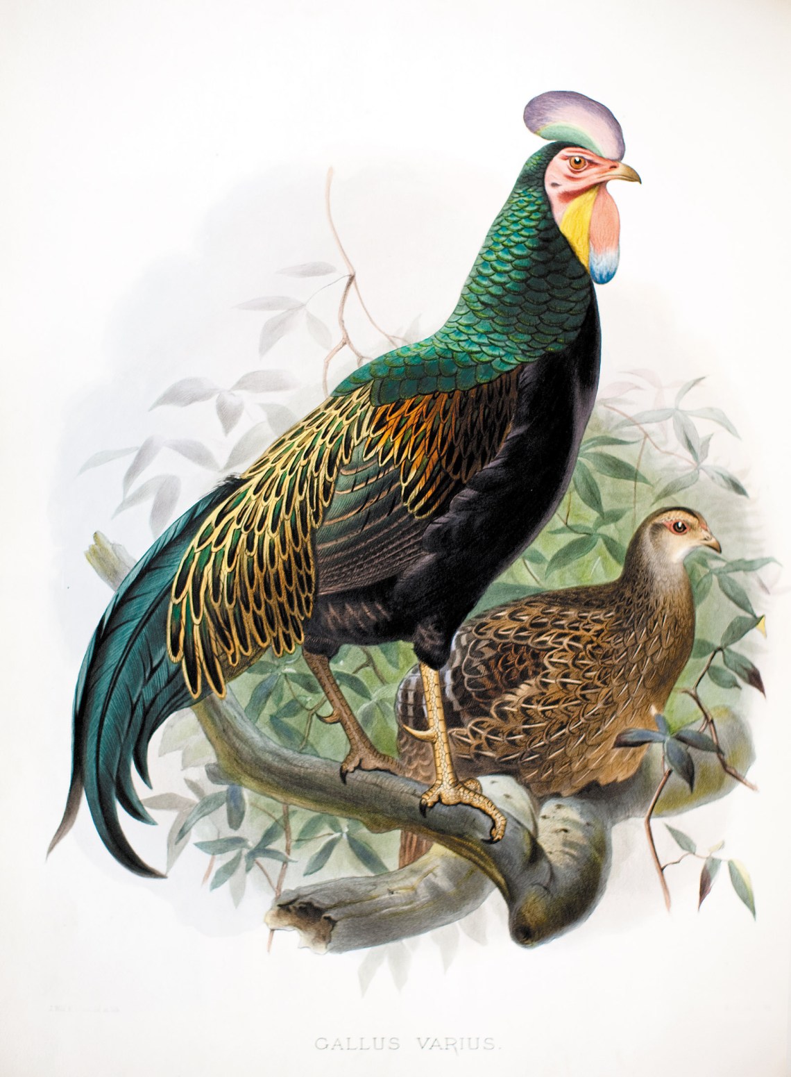 The green jungle fowl; colored lithograph from A Monograph of the Phasianidae, or Family of the Pheasants by Daniel Giraud Elliot
