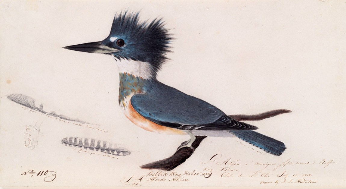 A belted kingfisher; painting by John James Audubon
