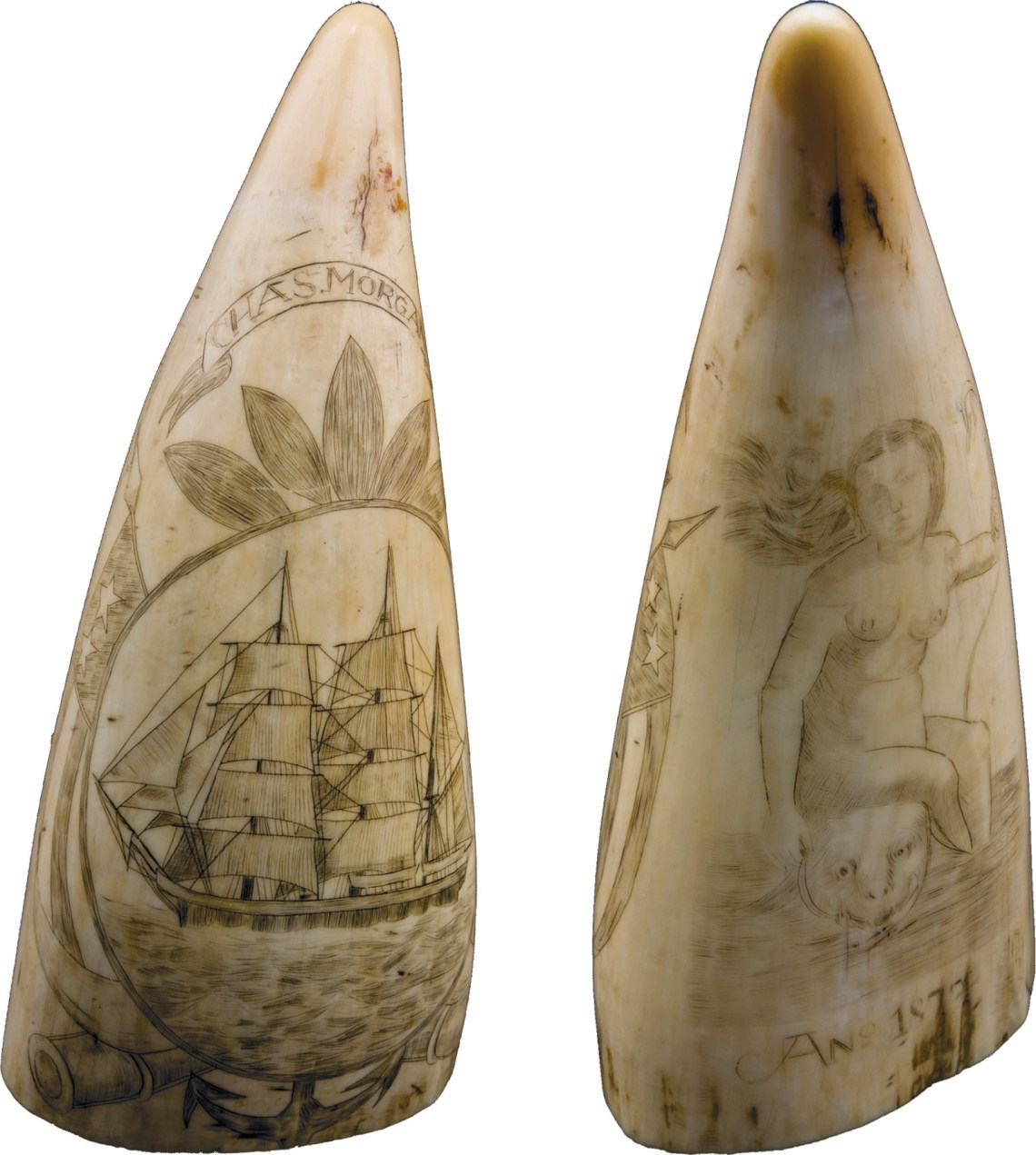 A scrimshaw tooth showing a sailing ship, a woman and sea monster, 1879