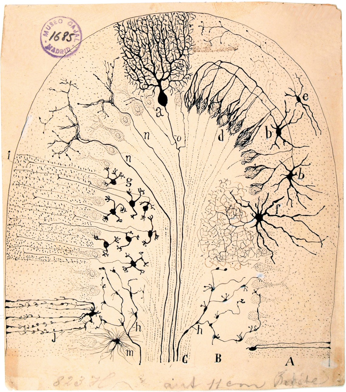Diagram of the cerebellum by Santiago Ramón y Cajal, 1894