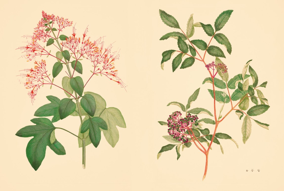 Engravings of Clerodendrum paniculatum and Leea rubra, two of the plants originally drawn by Sydney Parkinson in Java during the Endeavour expedition