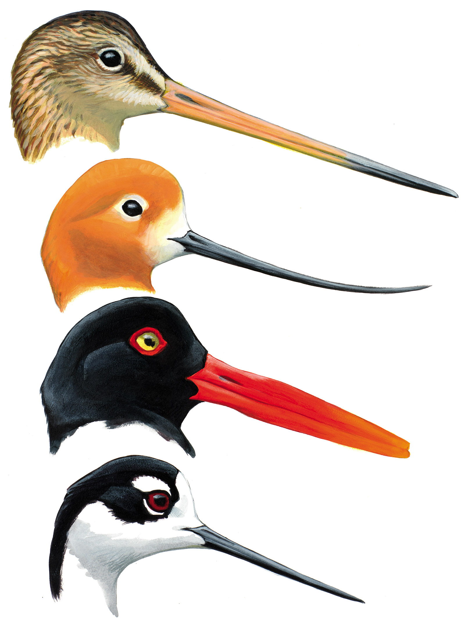 Illustration of four shorebirds: the marbled godwit, American avocet, American oystercatcher, and black-necked stilt