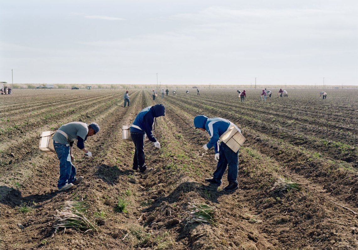 Migrant workers bent down in a field