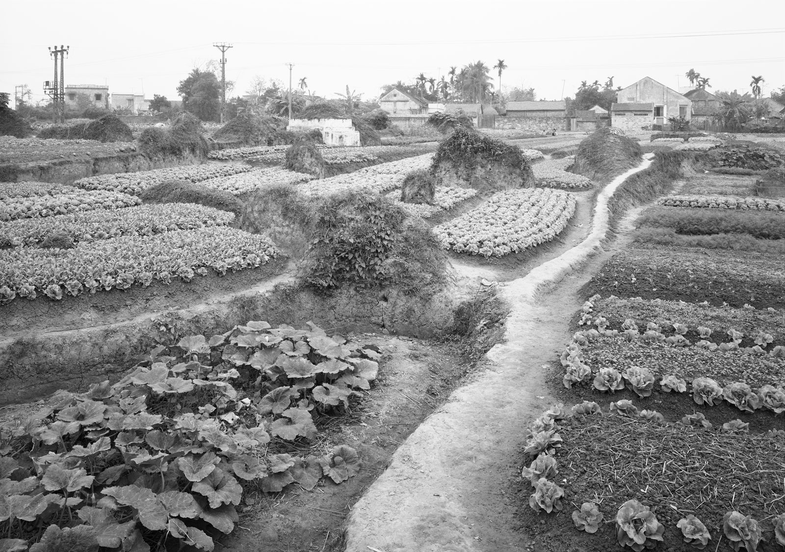 A winding road between fields, in black and white