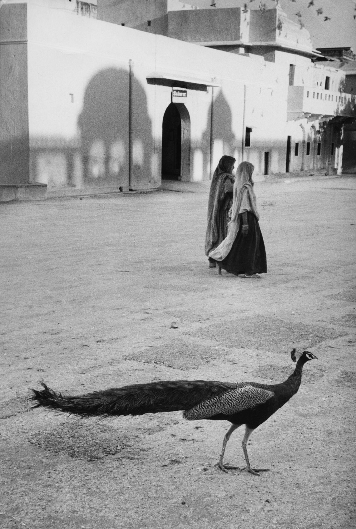 black and white image of a peacock, with two women and the shadows of buildings behind it