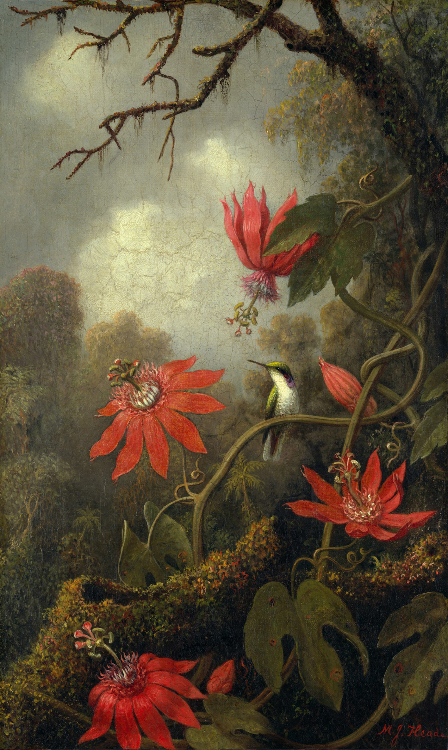 Hummingbird and Passionflowers; painting by Martin Johnson Heade