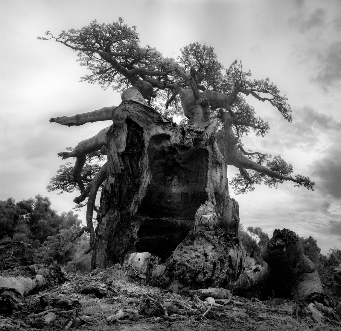 Tsitakakoike, Day; photograph by Beth Moon from her book Baobab
