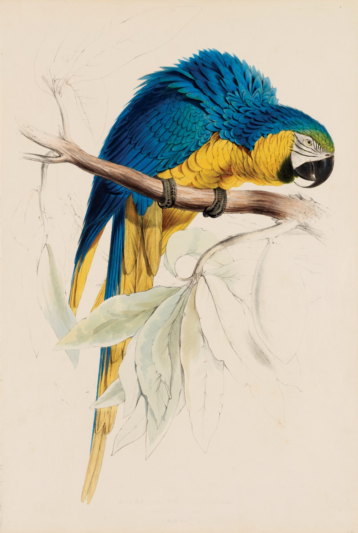 Blue and Yellow Macaw; painting by Edward Lear