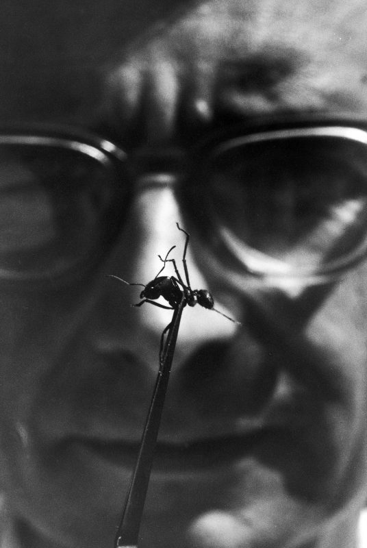 E. O. Wilson with an ant