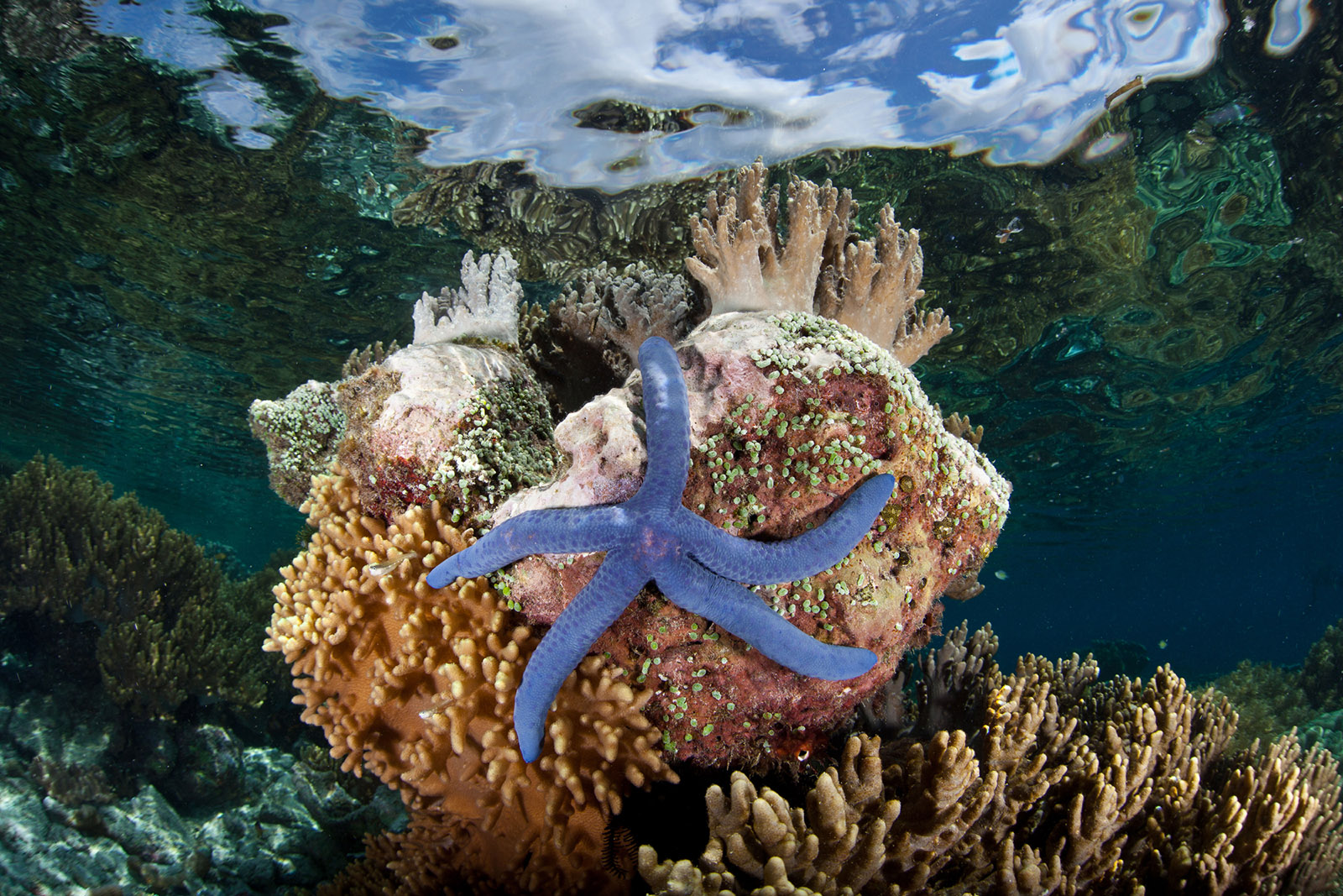 A blue sea star clinging to a coral head where coralline algae, tunicates, and soft leather corals grow, Batanta Island, Indonesia