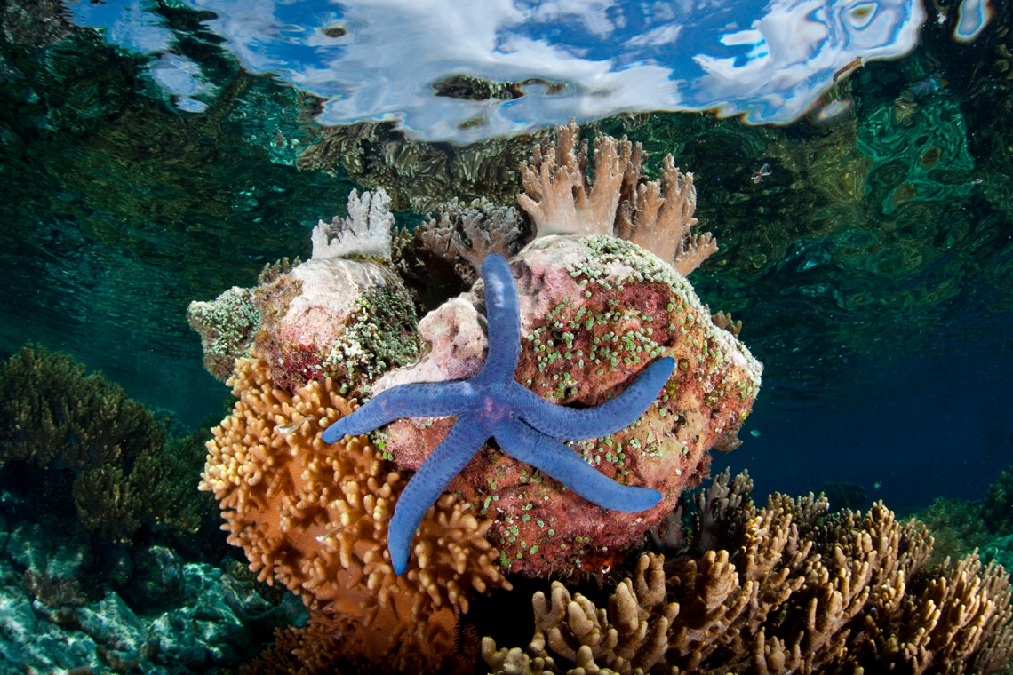A blue sea star clinging to a coral head where coralline algae, tunicates, and soft leather corals grow, Batanta Island, Indonesia