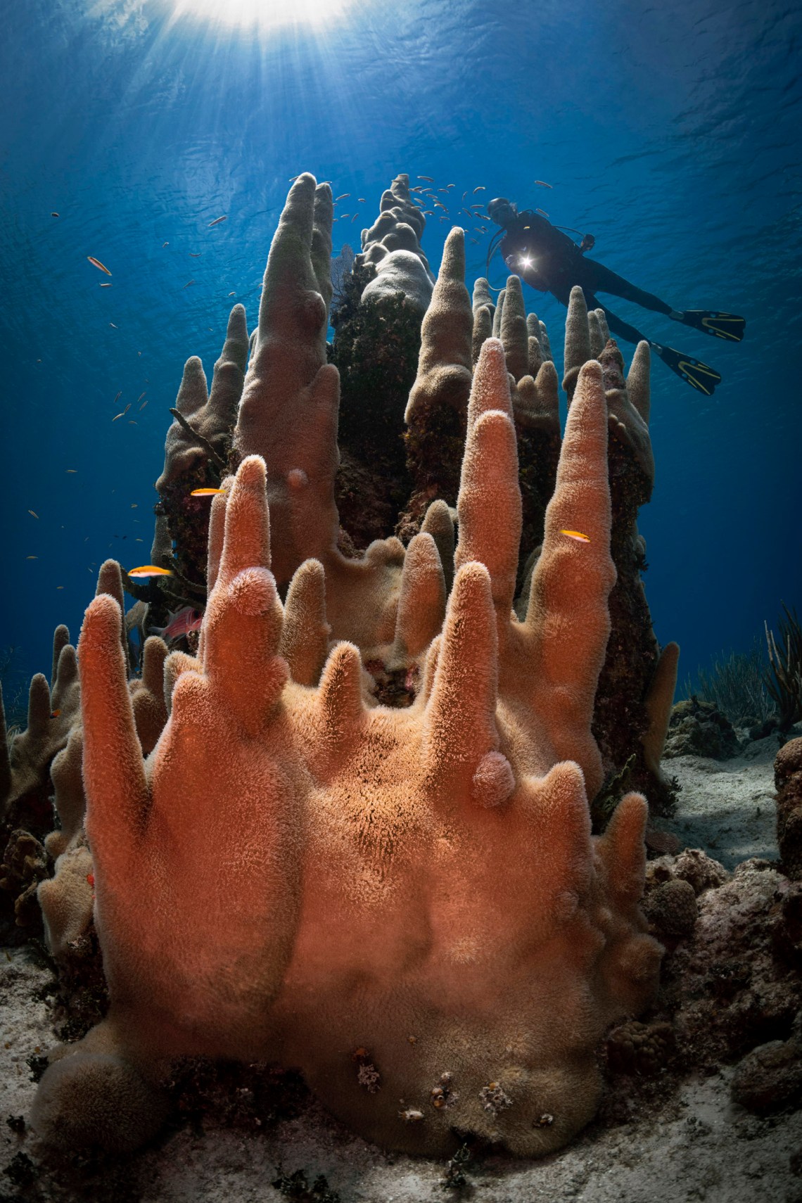 Pillar coral near Cayman Brac, Cayman Islands