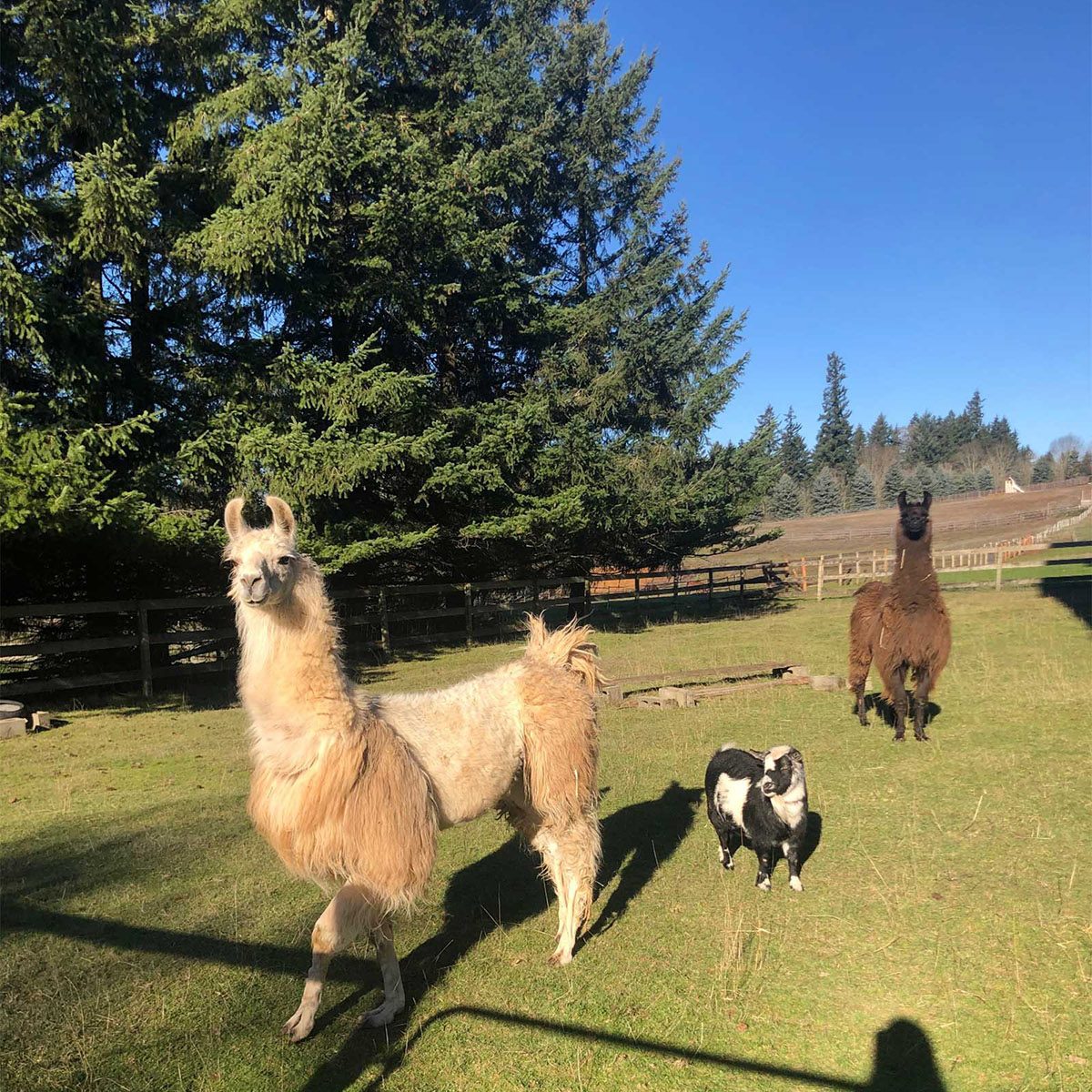 llamas on a farm