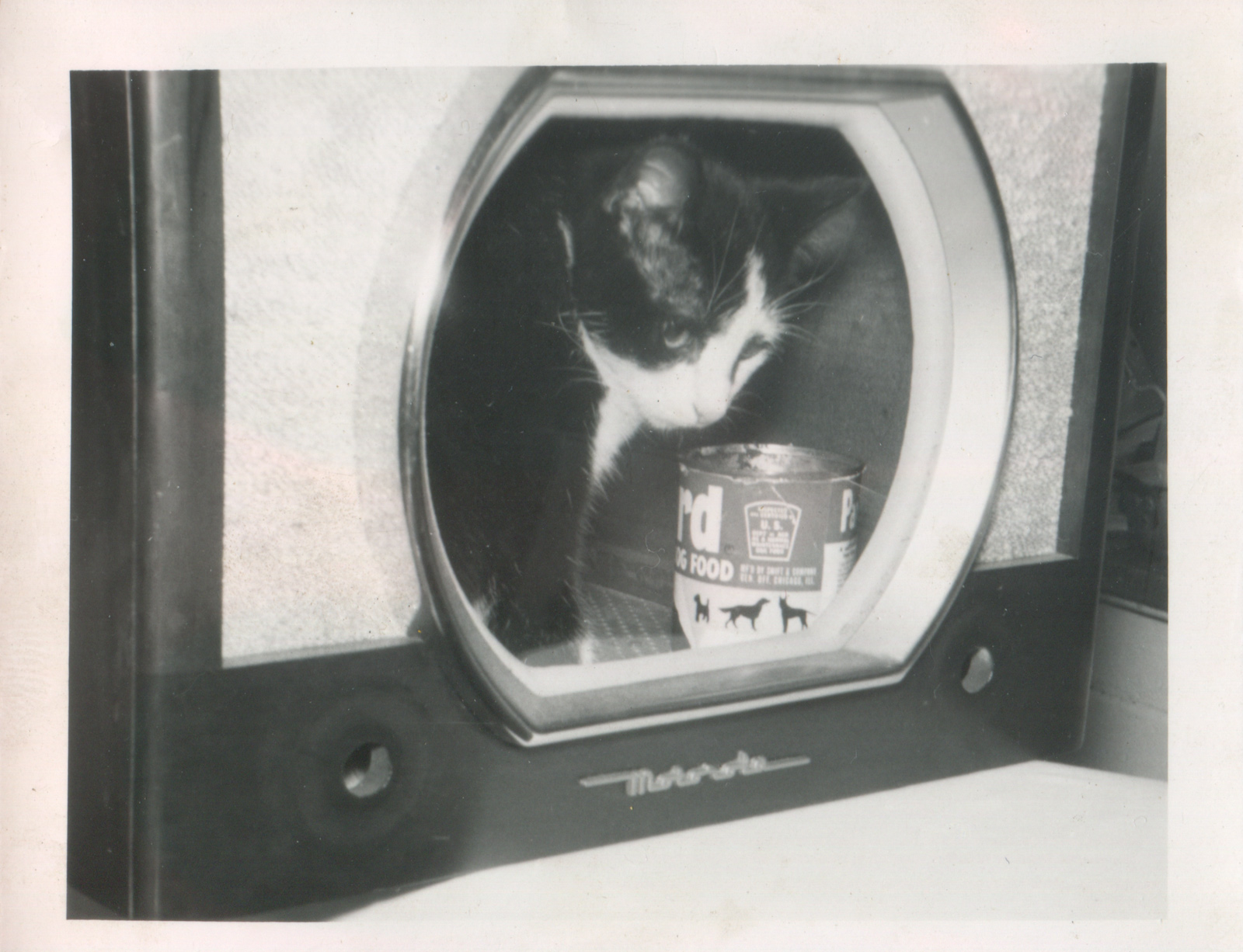 Cat sitting in a hollowed-out TV set