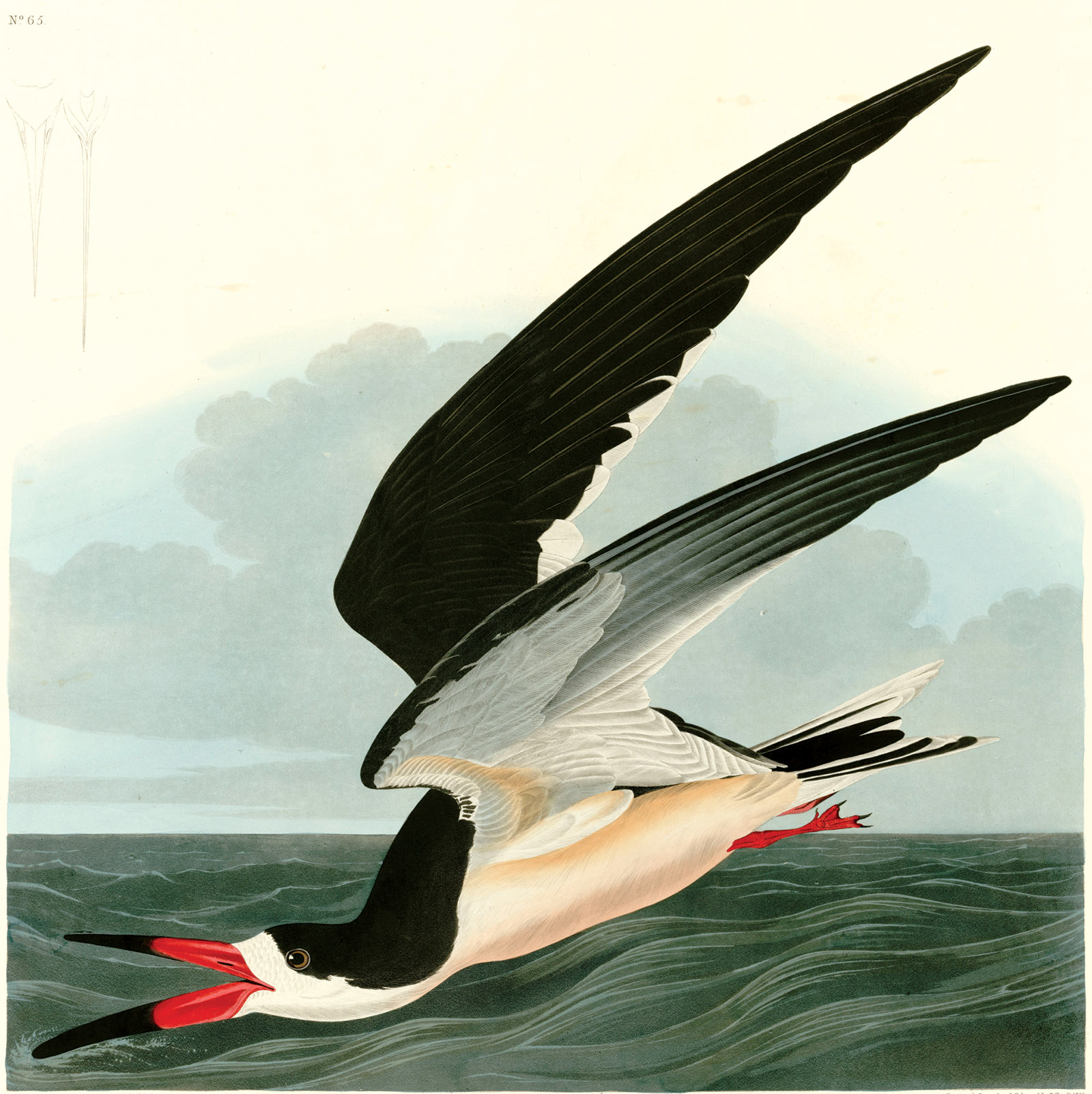 Black skimmer; engraving by Robert Havell after John James Audubon, from The Birds of America
