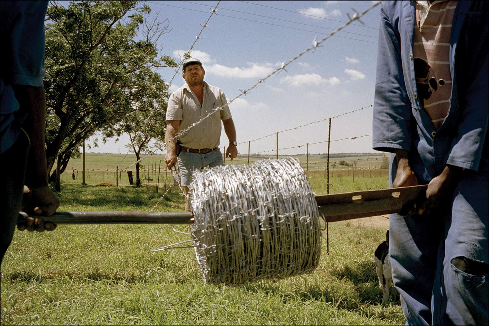 An Afrikaner farmer overseeing the reinforcement of his barbed-wire fencing, near Balfour, South Africa