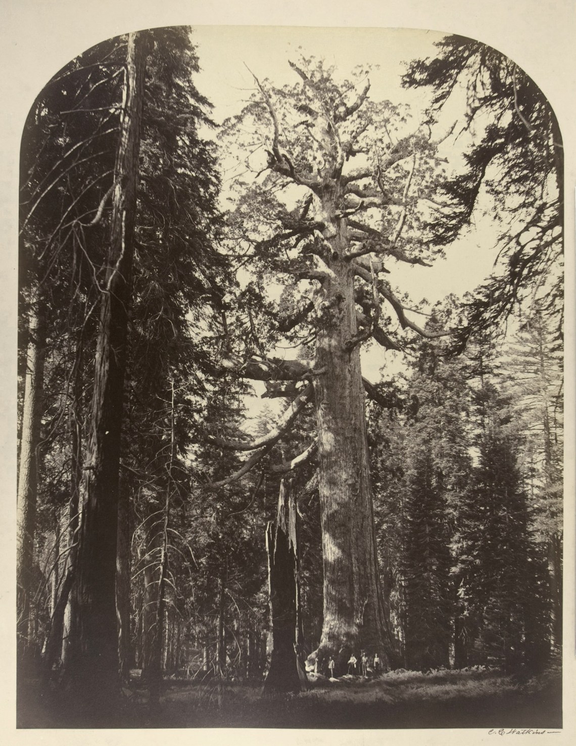 The ‘Grizzly Giant’ sequoia tree in Mariposa Grove, Yosemite, California