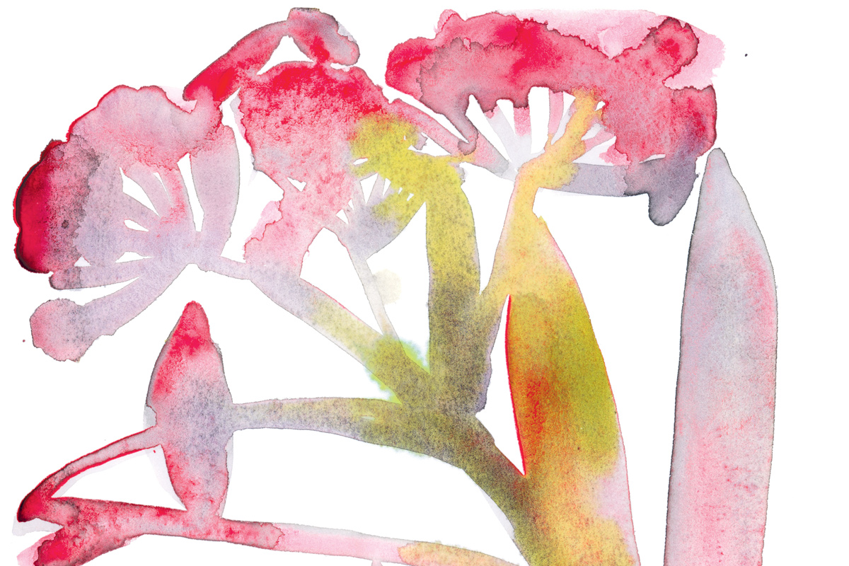 Language of the Field | Susan Barba | The New York Review of Books
