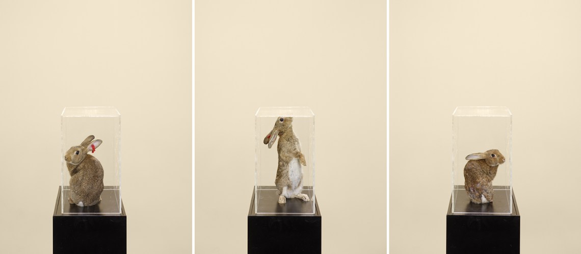 Photographs of three taxidermy rabbits under glass cubes