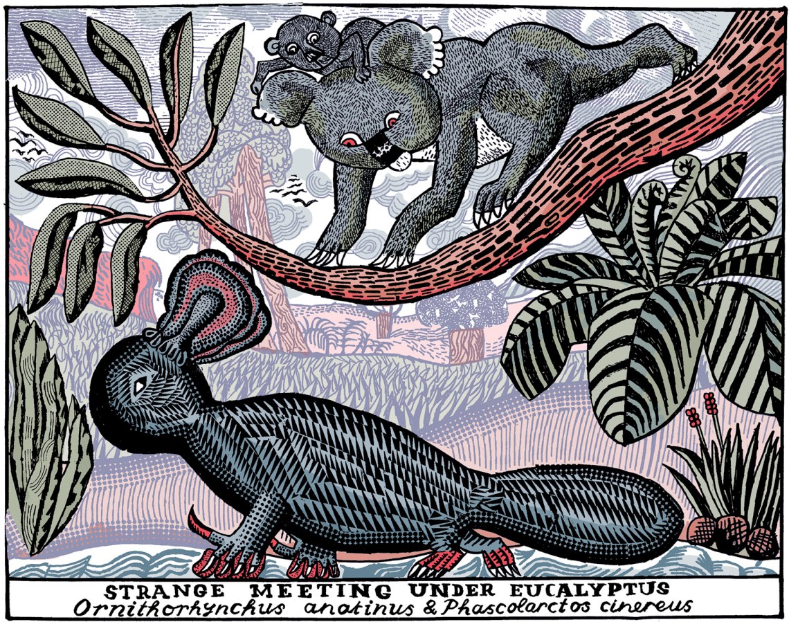 Platypus and koalas; illustration by John Broadley