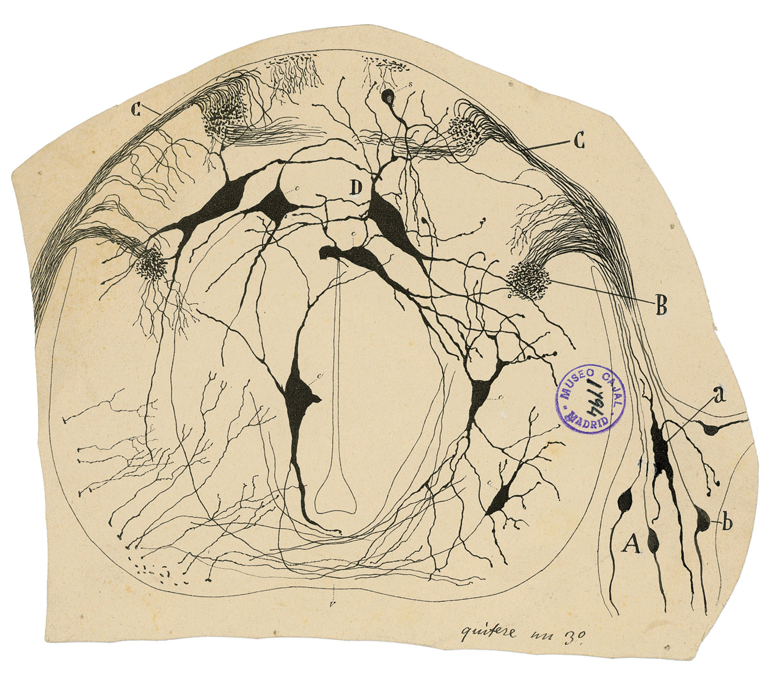 Neurons in the spinal cord of a snake embryo; drawing by Santiago Ramón y Cajal