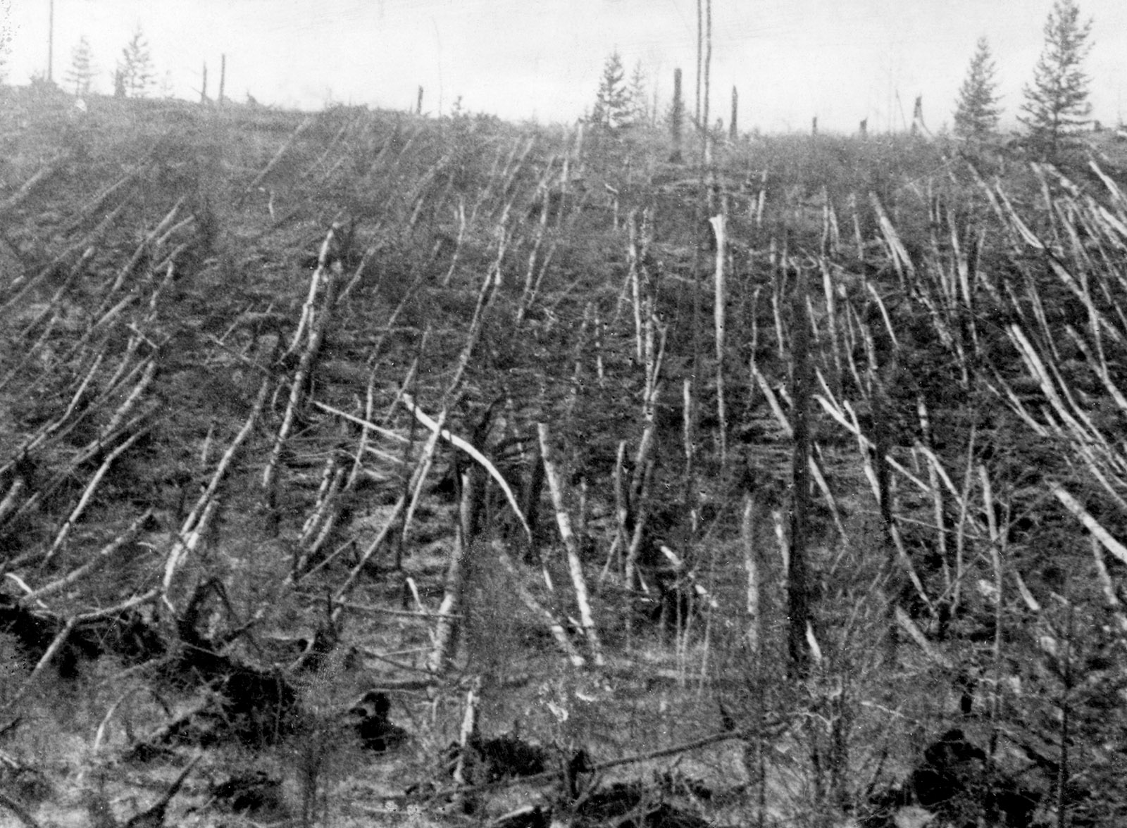 Trees flattened by the 1908 Tunguska event