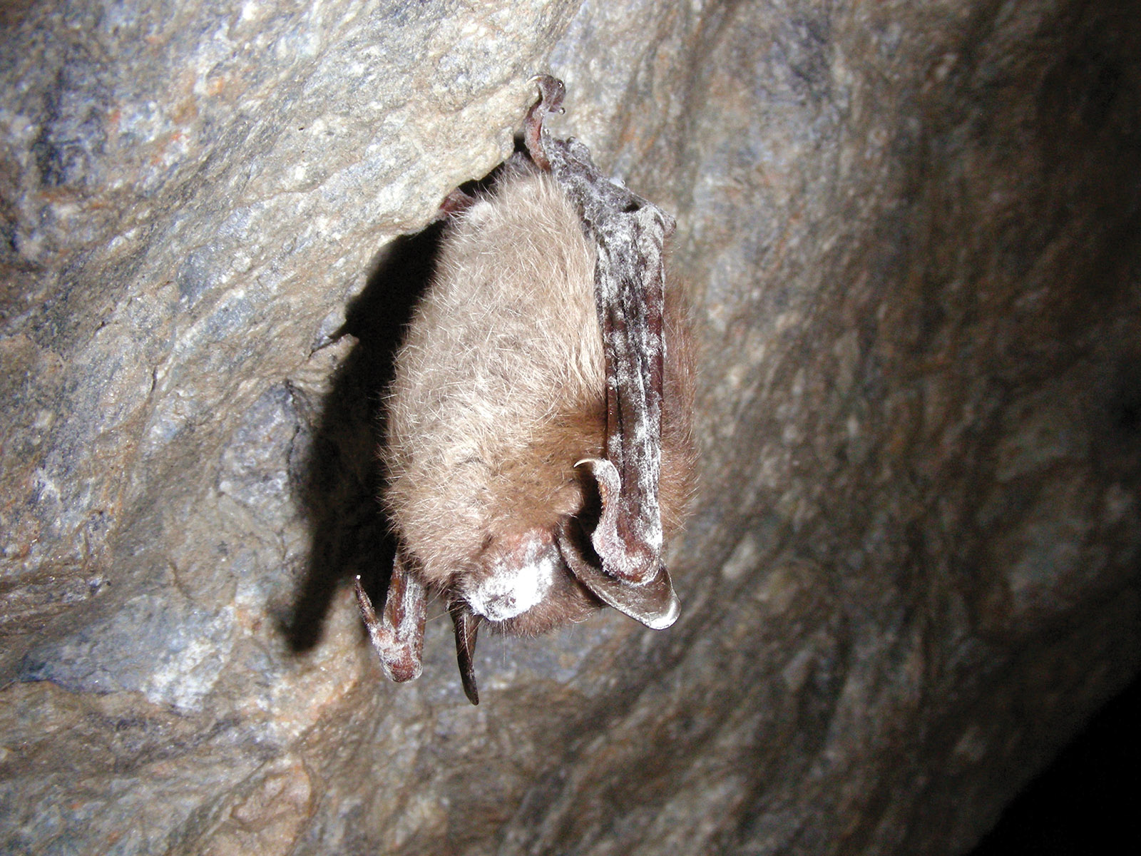 A little brown bat infected with a fungus causing white-nose syndrome
