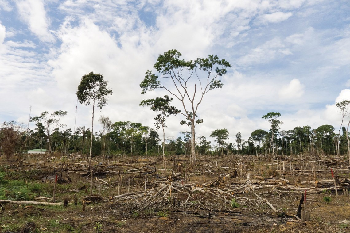 An illegally deforested area, Altamira, Brazil