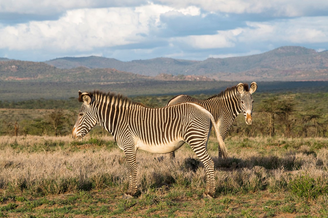 Grevy’s zebras, Lolldaiga Hills, Kenya